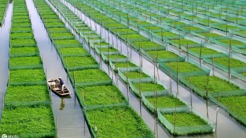 智能温室设施农业到底有哪几种主流类型
