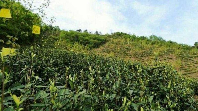 简易大棚建造：每亩成本构成解析