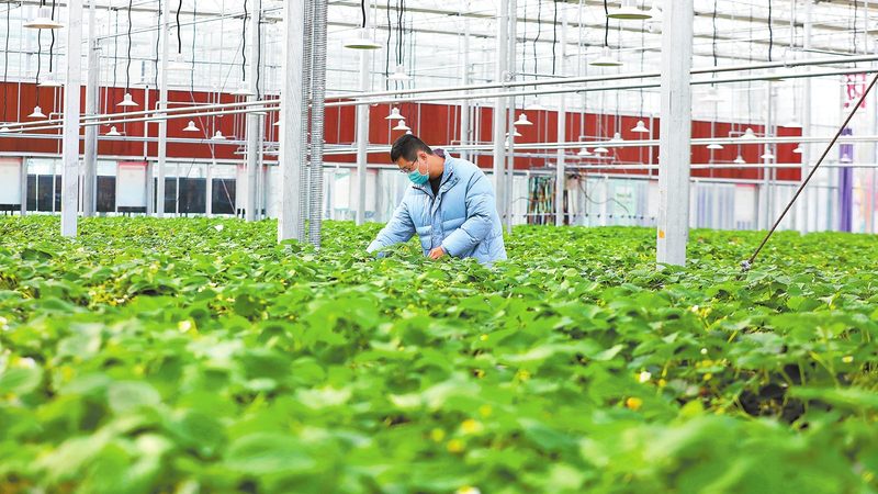 智慧农业种植管理系统操作：从新手到老手的三个关键步骤