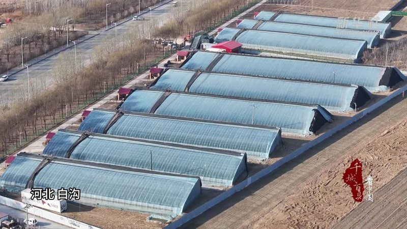 绿色食品认证：为您的农产品插上品质的翅膀