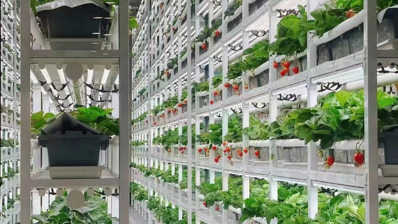 大棚水果种植成本构成解析